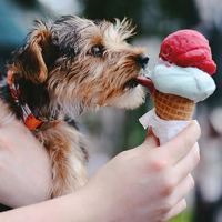 dog eats icecream